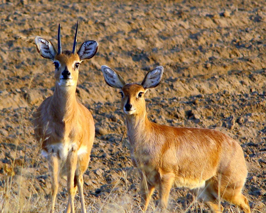 Amohela Ho Spitskop Country Retreat & Conservancy Ficksburg Dış mekan fotoğraf